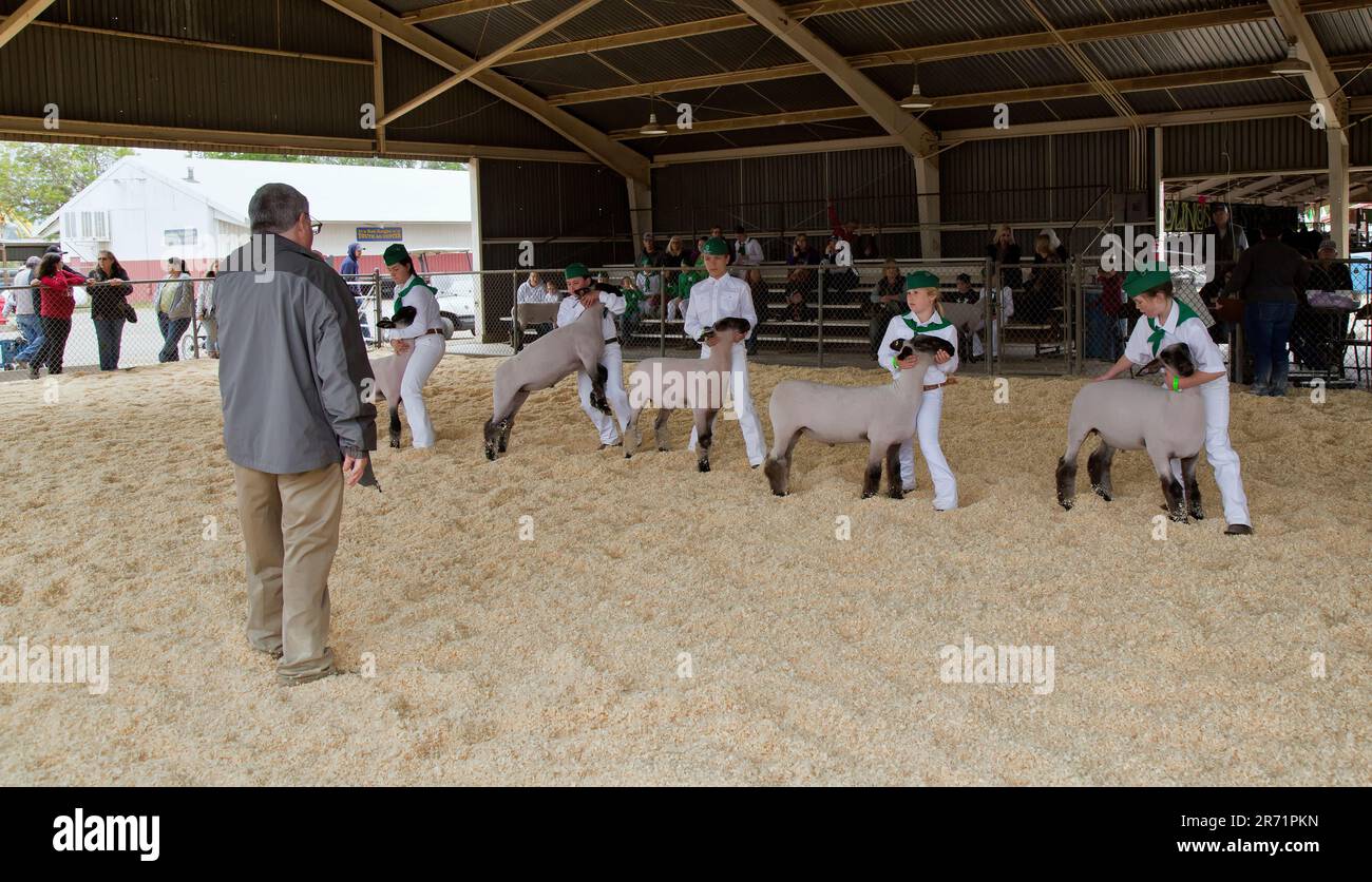 Los concursantes 4-H compiten con 'Market' Sheep, Ovis aries, juez evaluador, Tehama County Fair, California. Foto de stock