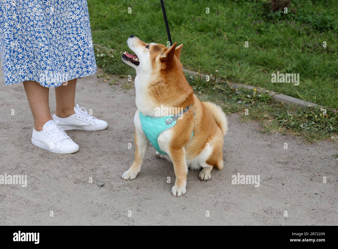El Akita japonés es una raza de perro spitz grande. El perro está esperando  un regalo de su dueño. Perro rojo se sienta en una correa con una boca  abierta mira el