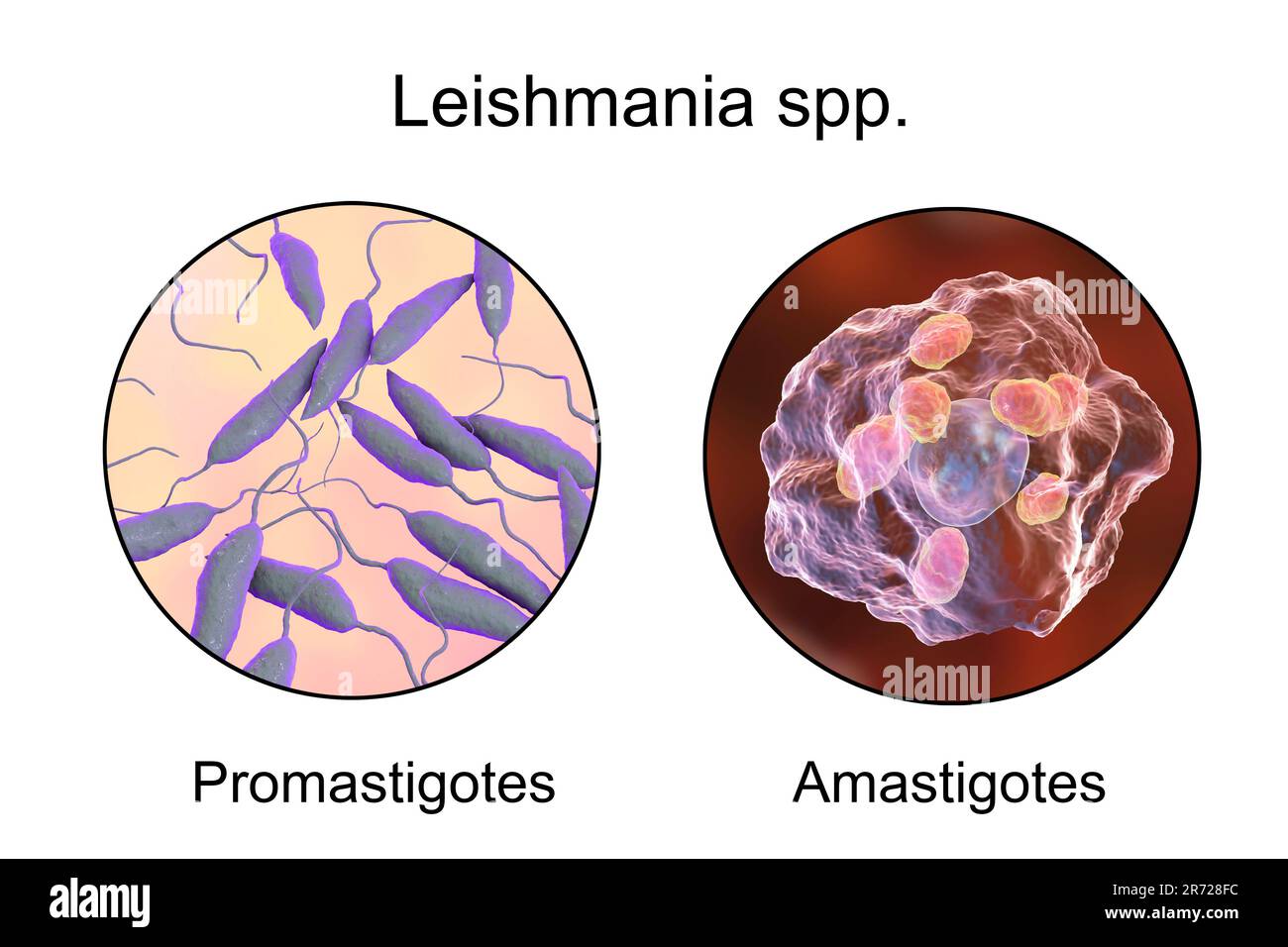 Promastigotes y amastigotes amastigotes de parásitos de Leishmania ...