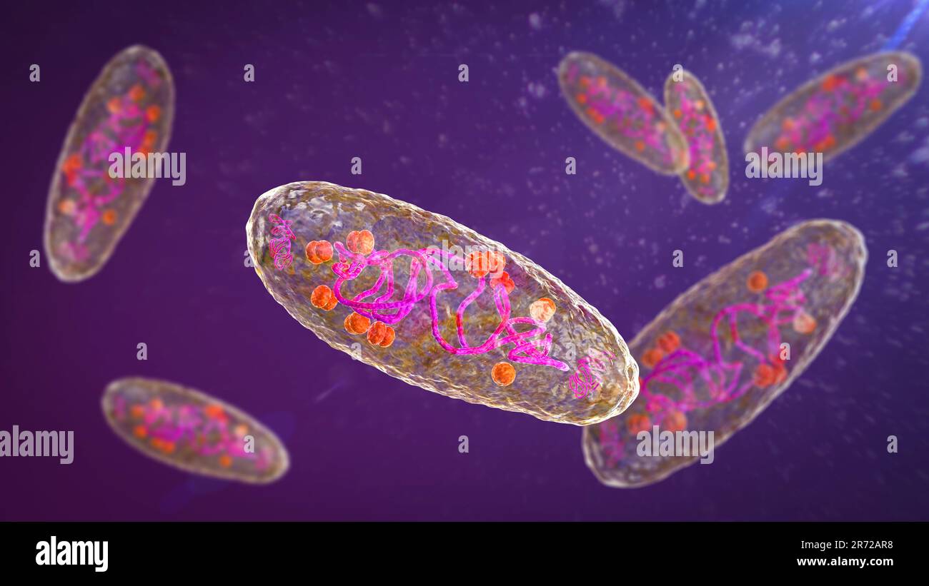 Bacterias de la peste (Yersinia pestis), ilustración de computadora