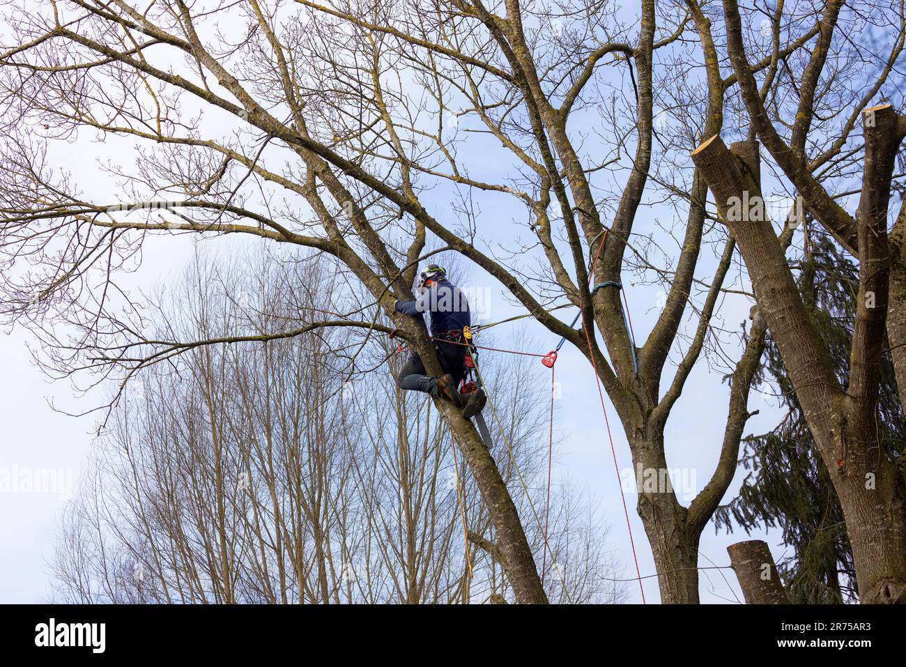 Servicio de cuidado de árboles en un roble, Alemania, Baviera, Isental Foto de stock