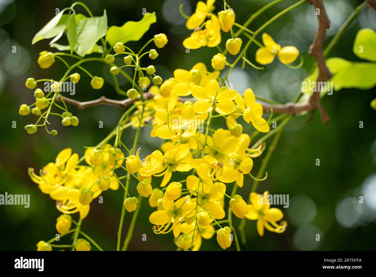 Hermosa ducha dorada de la fístula de Cassia, flores de lluvia