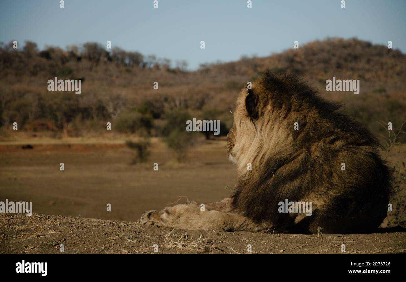 León majestuoso en la sabana sudafricana: Belleza indómita de lo salvaje Foto de stock
