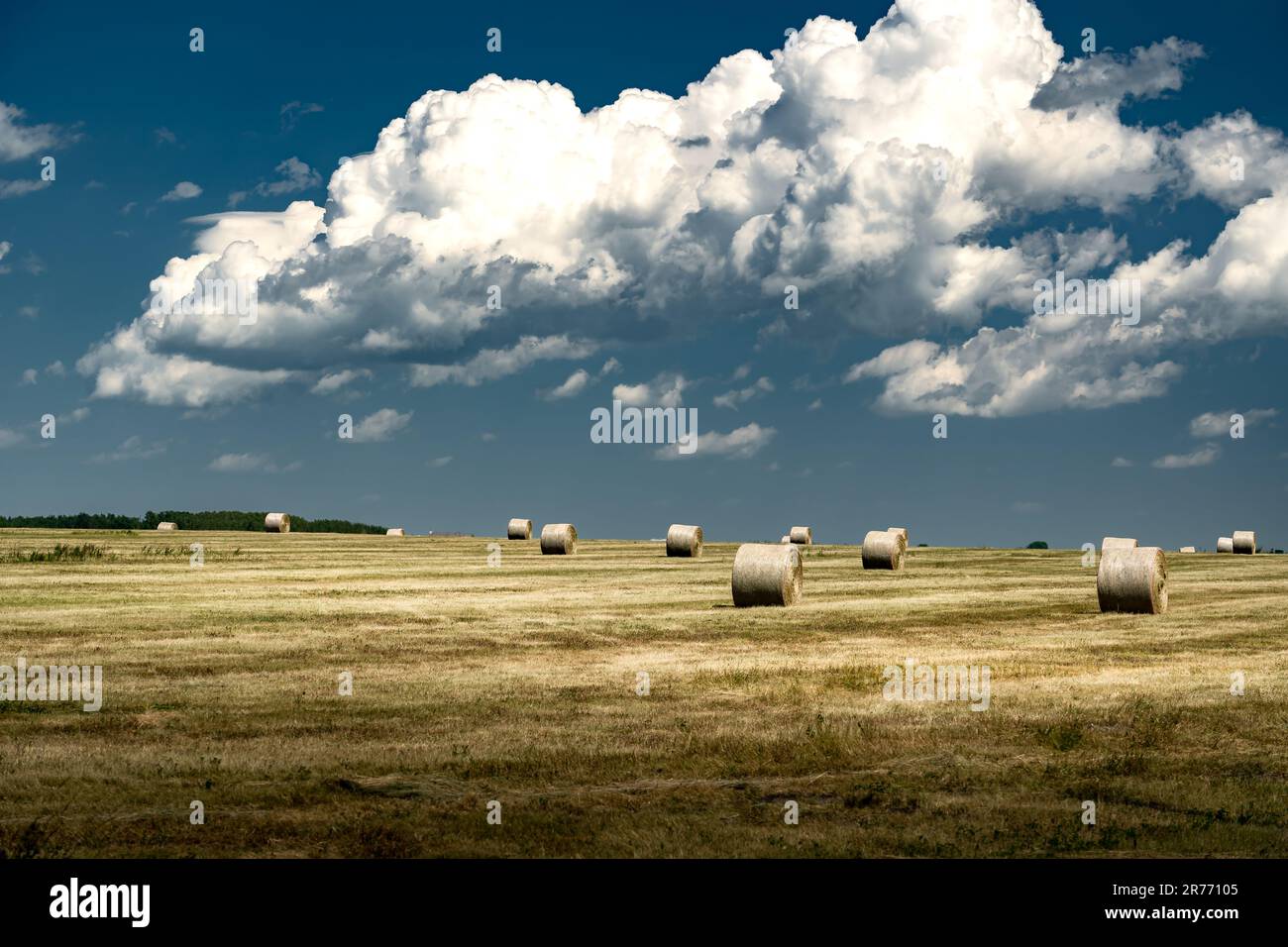 Rollos de paja redondos en un campo cosechado bajo un cielo azul oscuro nublado en el condado de Rocky View, Alberta, Canadá. Foto de stock