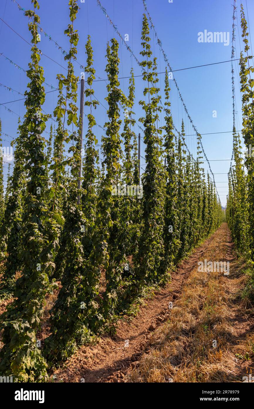 RAKOVNIK, REPÚBLICA CHECA, EUROPA - Saaz lúpulo que crece en el campo en espalderas en la región de Bohemia, en la ruta 6, región de Pahorkatina. Foto de stock