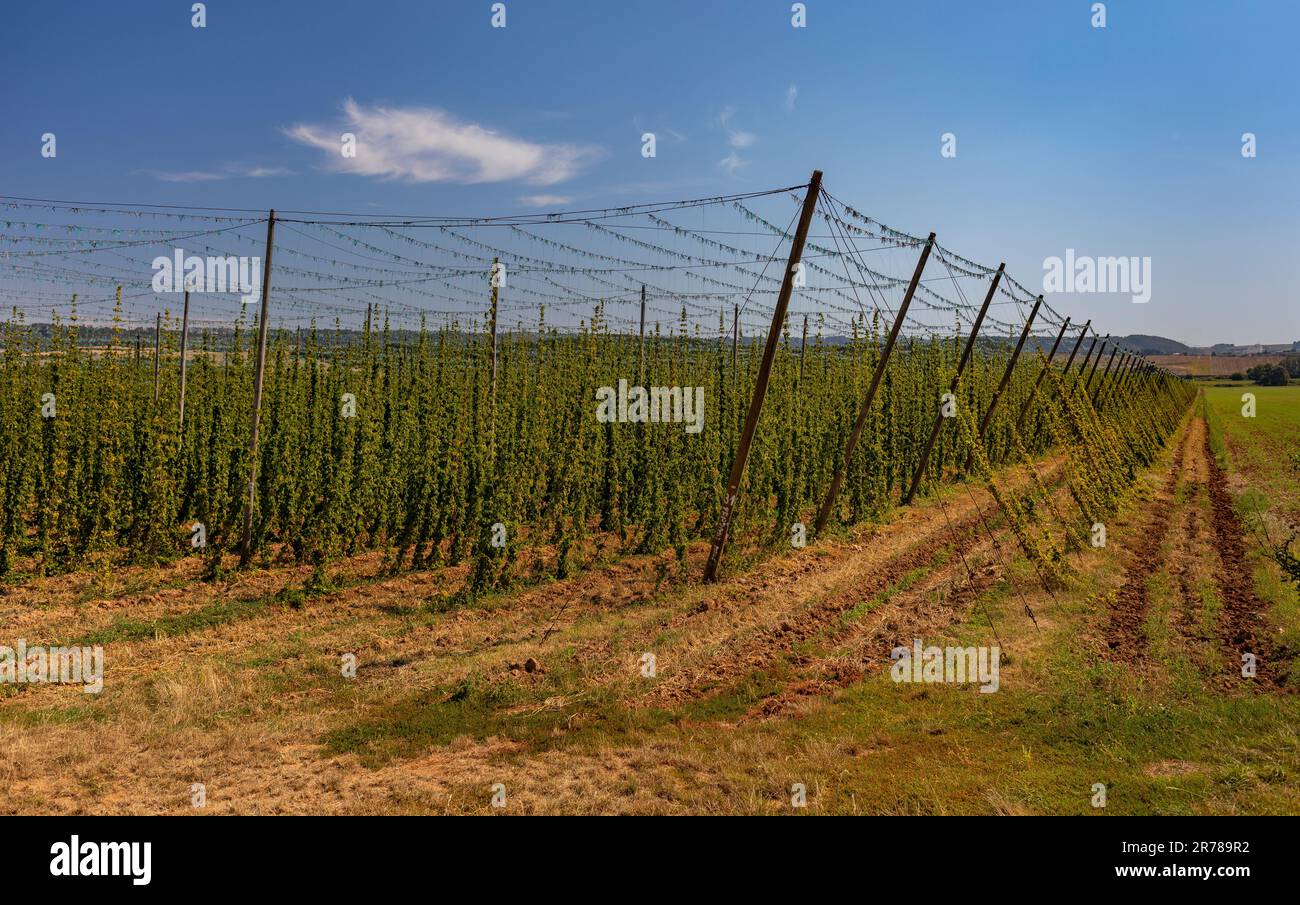 RAKOVNIK, REPÚBLICA CHECA, EUROPA - Saaz lúpulo que crece en el campo en espalderas en la región de Bohemia, en la ruta 6, región de Pahorkatina. Foto de stock