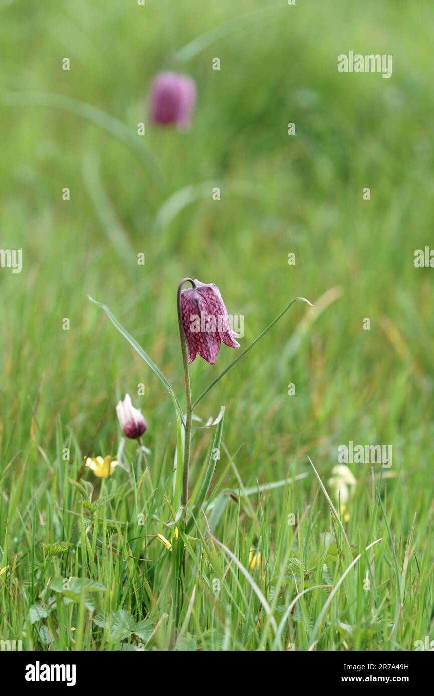 Fritillarios que crecen en un prado de flores silvestres de wiltshire Foto de stock