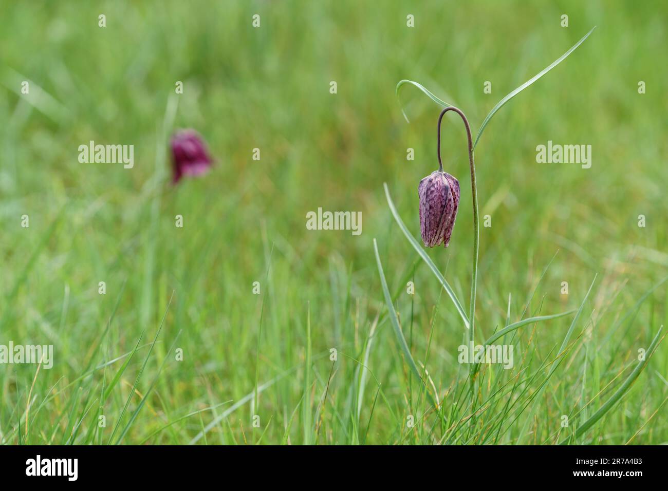 Fritillarios que crecen en un prado de flores silvestres de wiltshire Foto de stock