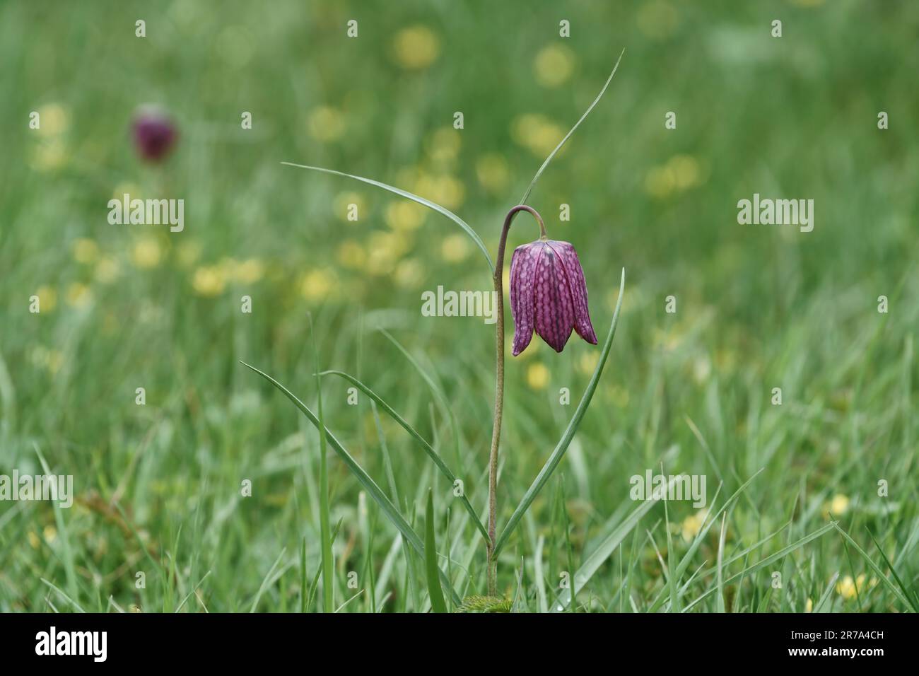 Fritillarios que crecen en un prado de flores silvestres de wiltshire Foto de stock