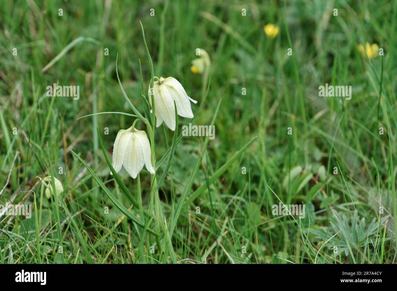 Fritillarios que crecen en un prado de flores silvestres de wiltshire Foto de stock