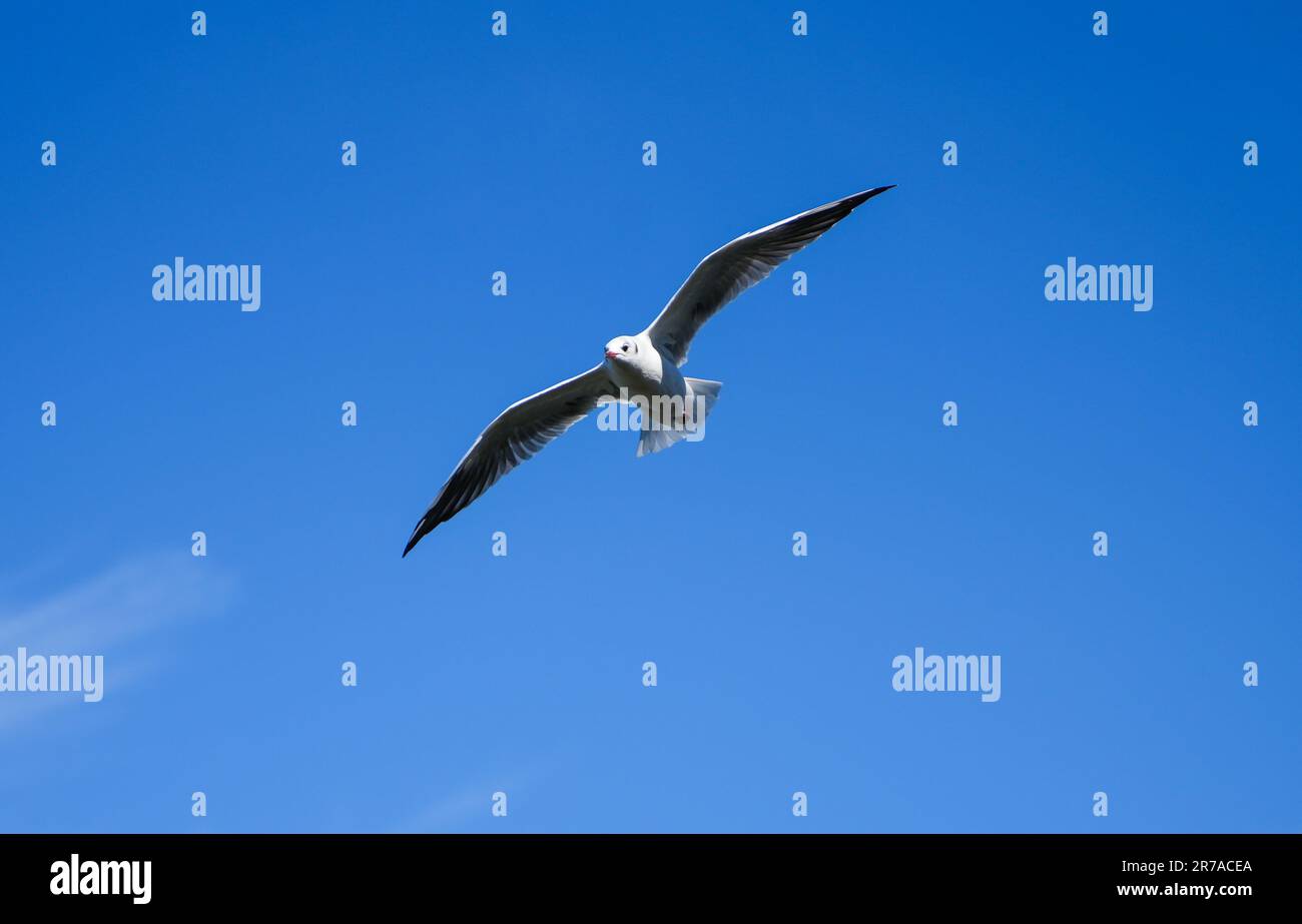 Gaviota voladora en el Steinhuder Meer. Pájaro de agua. Larinae. Foto de stock