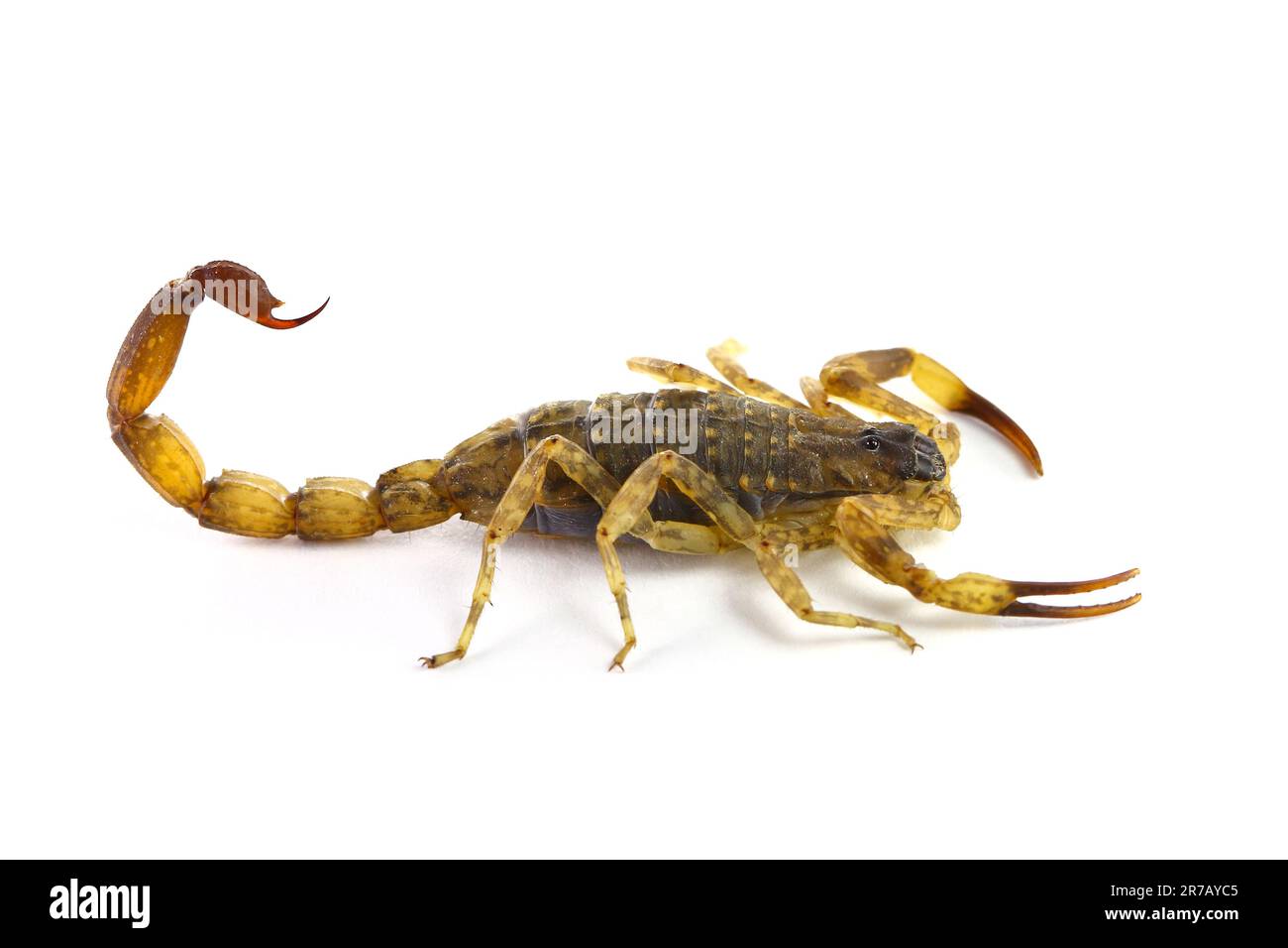 Escorpión chino de corteza rayada / escorpión marrón vietnamita (Lychas mucronatus) sobre fondo blanco Foto de stock