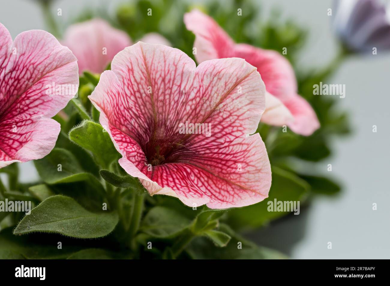 Un primer plano vibrante de petunias rosas contra un fondo limpio y blanco  Fotografía de stock - Alamy