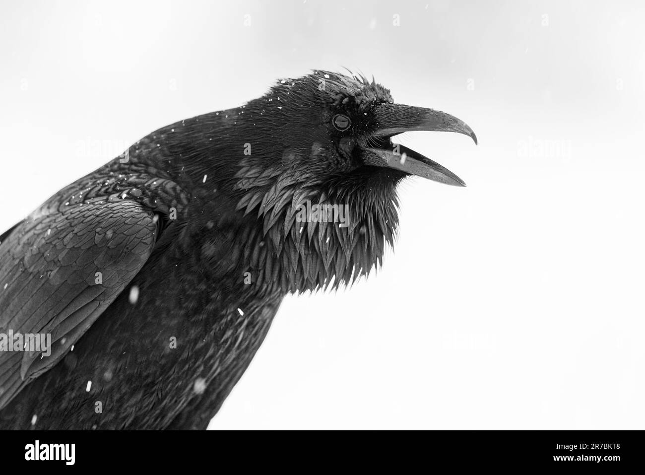 Un cuervo negro de pie en un paisaje invernal, mirando a un lado con su pico ligeramente abierto Foto de stock