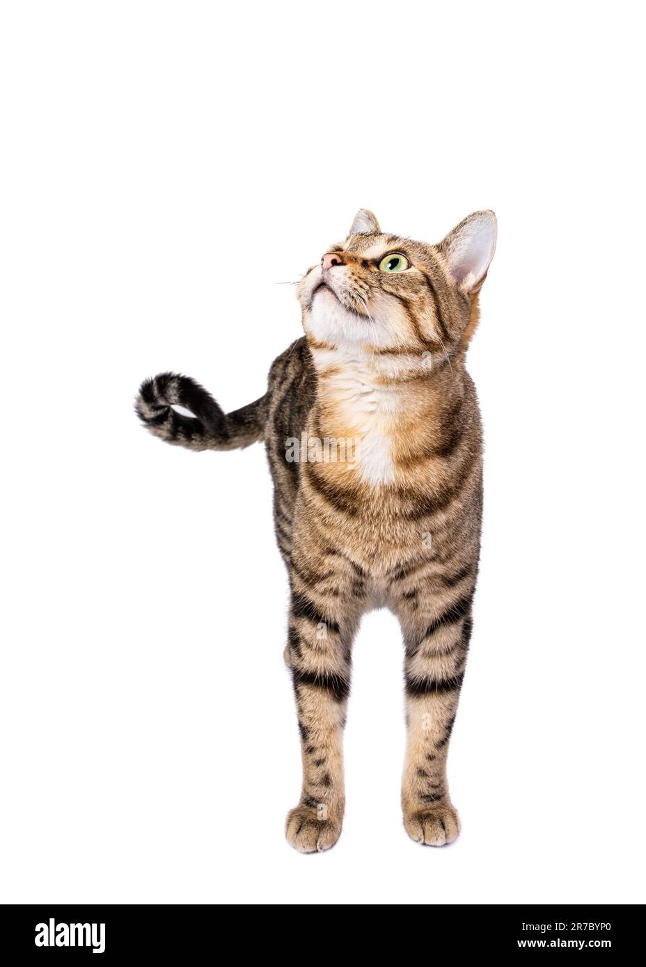 Lindo gato tabby adulto de pie y mirando hacia arriba. Aislado en blanco Foto de stock