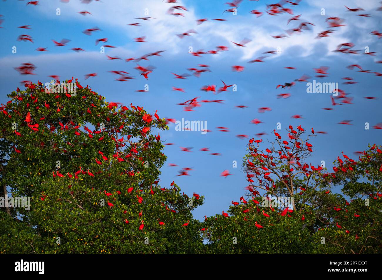 Un gran grupo de Ibis Escarlata (Eudocimus ruber) acercándose a su lugar de descanso en los manglares en el noreste de Brasil. Foto de stock