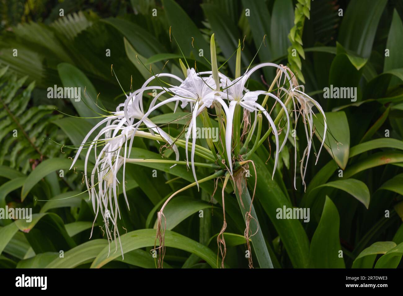 Vista de primer plano de las flores blancas de hymenocallis caribaea alias lirio araña caribeña floreciendo al aire libre en jardín tropical Foto de stock