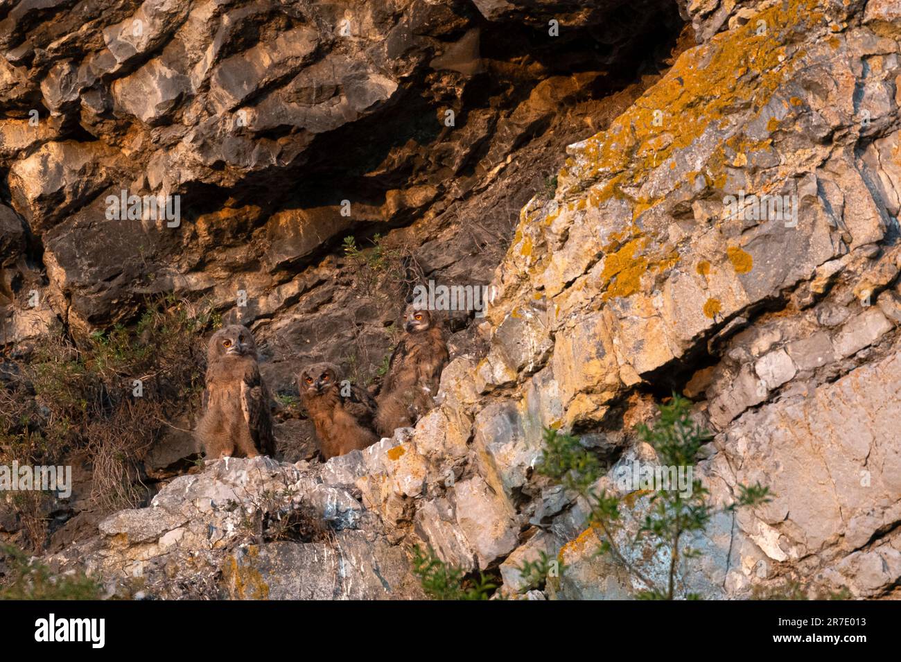 Un nido con 3 búhos juveniles de águila (Bubo bubo) al atardecer, en Bélgica se cría típicamente en canteras antiguas, o a lo largo de las paredes de roca del río Mosa val Foto de stock