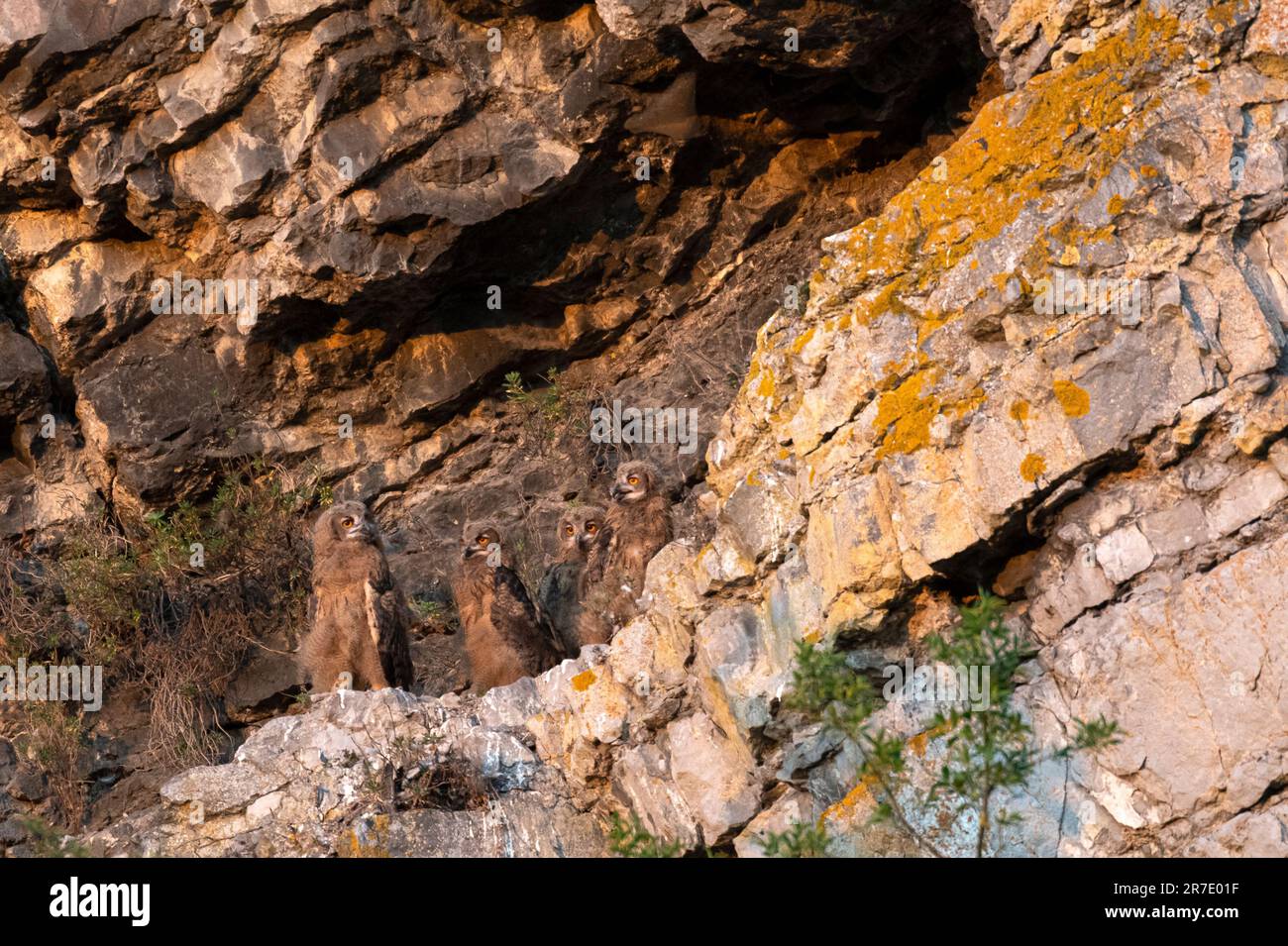 Un nido con 4 búhos juveniles de águila (Bubo bubo) al atardecer, en Bélgica se cría típicamente en canteras antiguas, o a lo largo de las paredes de roca del río Mosa val Foto de stock