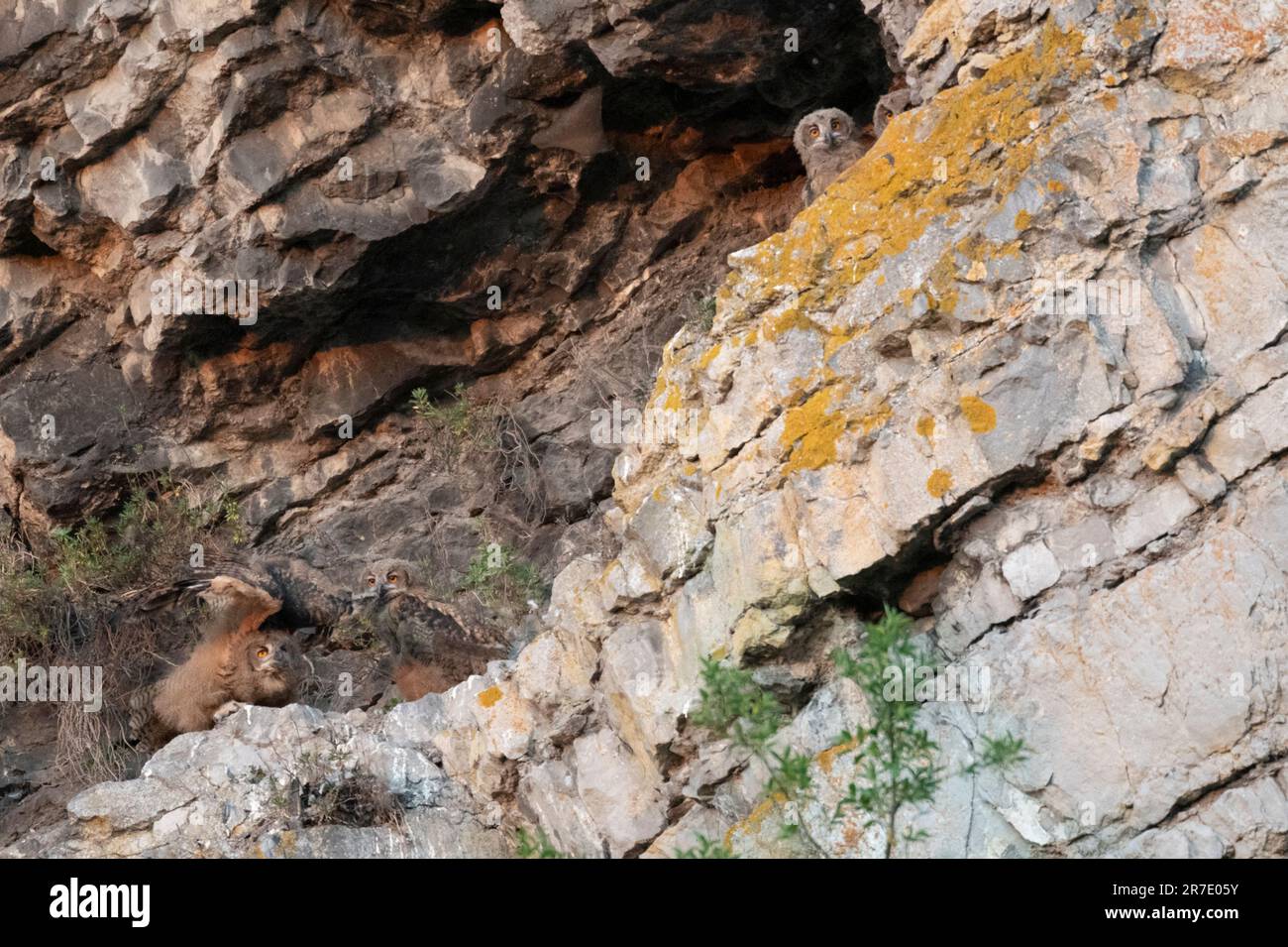 Un nido con 4 búhos juveniles de águila (Bubo bubo) al atardecer, en Bélgica se cría típicamente en canteras antiguas, o a lo largo de las paredes de roca del río Mosa val Foto de stock