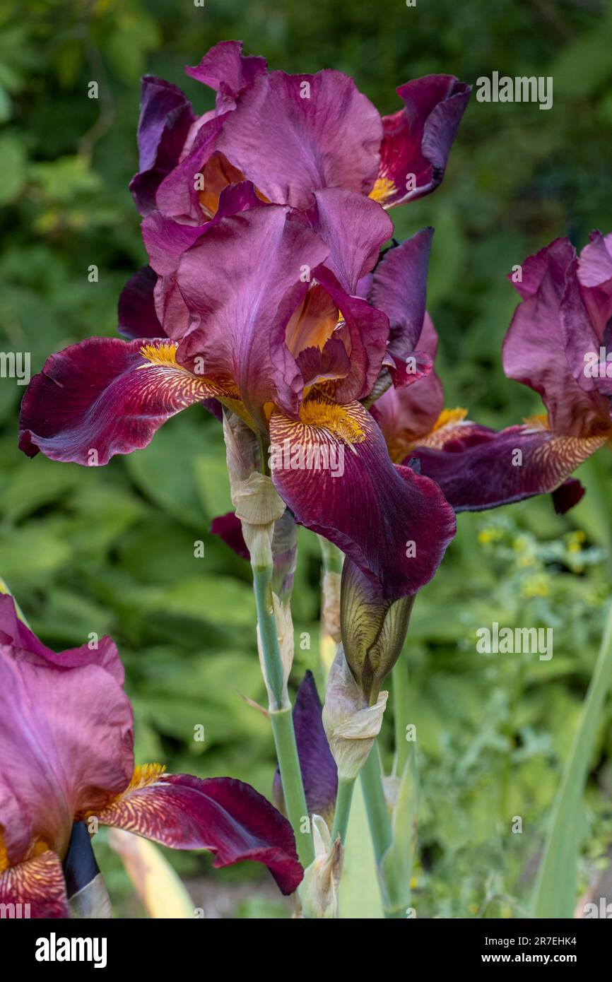 Iris rojo oscuro en flor completa Foto de stock