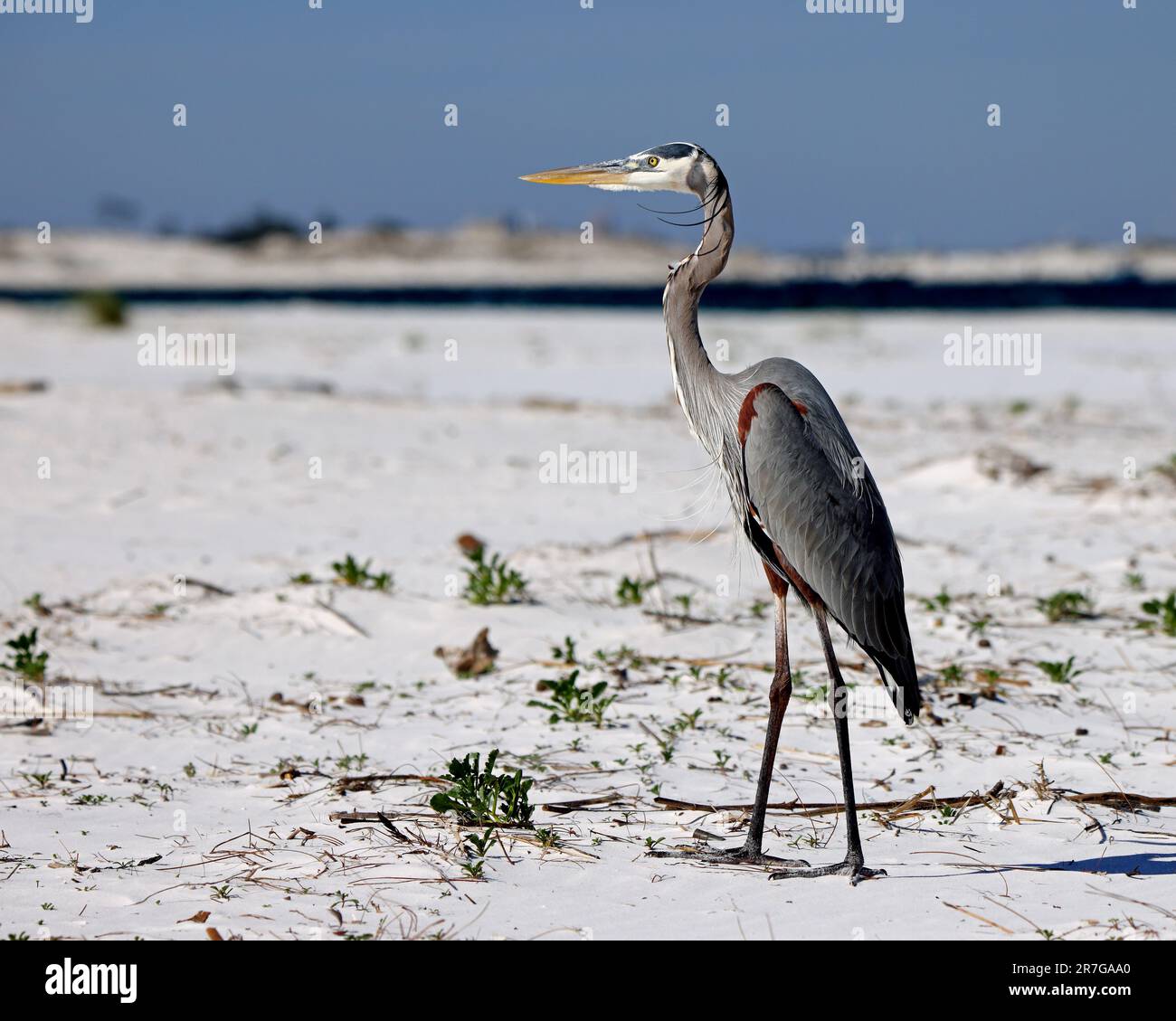 Una gran garza azul de pie en la arena de la playa en la vista de perfil Foto de stock