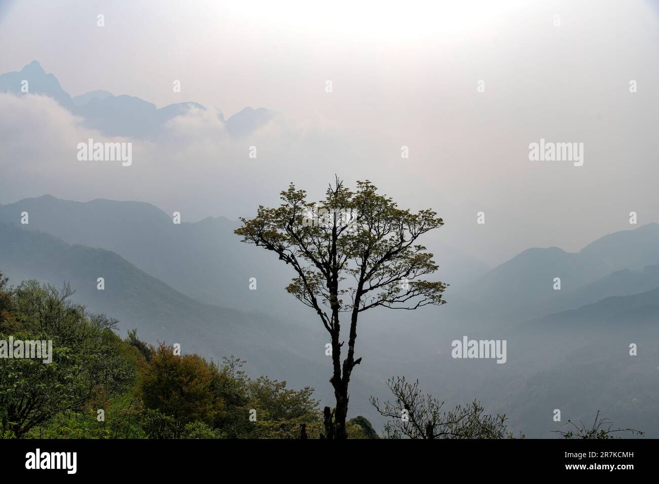 Vista panorámica con vistas a las montañas nubladas y brumosas en silueta a gran altitud desde la Puerta del Cielo de Sapa, Vietnam con un árbol solitario en silueta Foto de stock