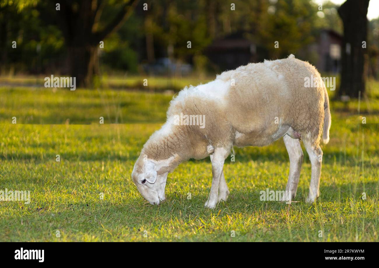Oveja Katahdin que está perdiendo su abrigo de invierno pastando en un pasto de principios de primavera Foto de stock