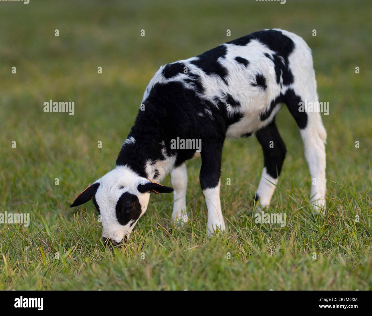 Cordero de oveja manchado blanco y negro comiendo hierba en un pasto verde de verano Foto de stock
