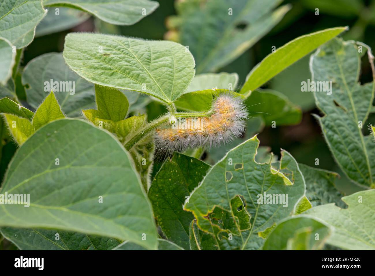 Primer plano de oso lanudo amarillo oruga, polilla tigre de Virginia comiendo hoja de planta de soja causando daños y lesiones. Agricultura insectos de cultivos, pest con Foto de stock