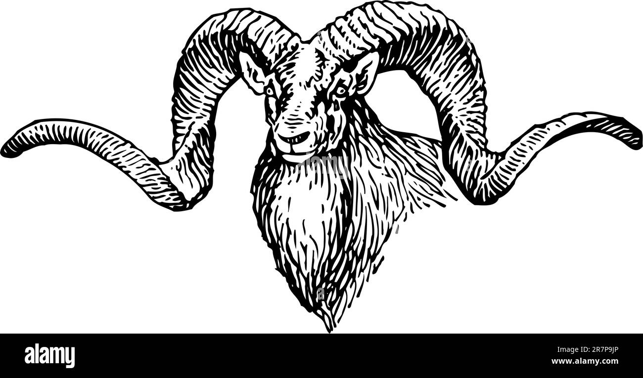 Cabeza de cabra aislada en blanco Ilustración del Vector