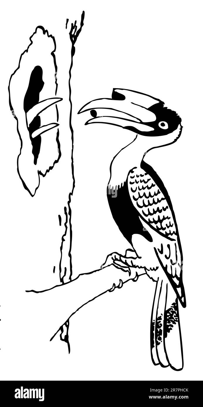Pájaro pico de hornbill alimentando anidamiento Ilustración del Vector