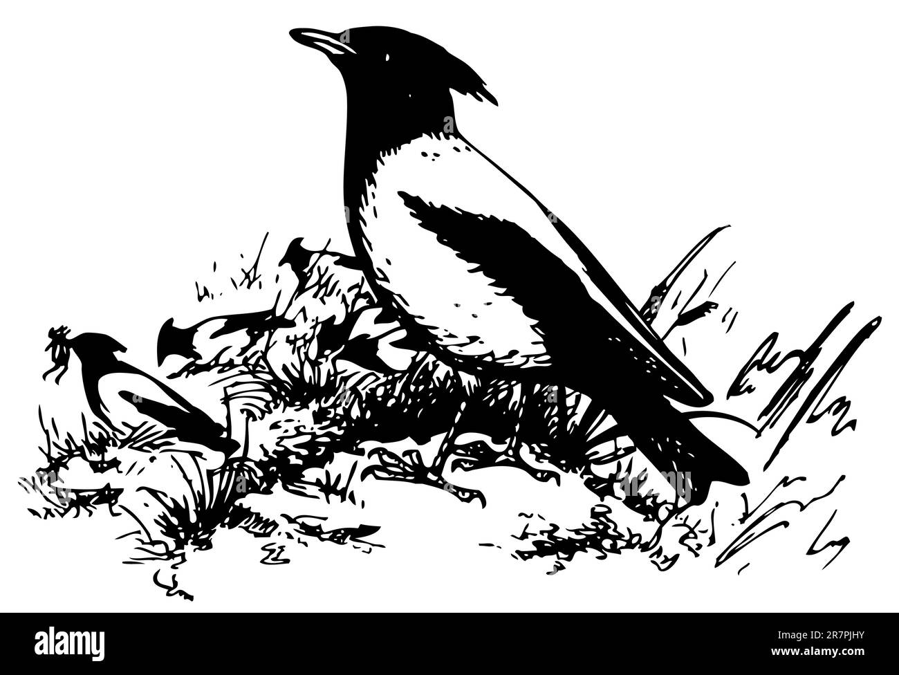 Bird Rosy Starling con nestling Ilustración del Vector