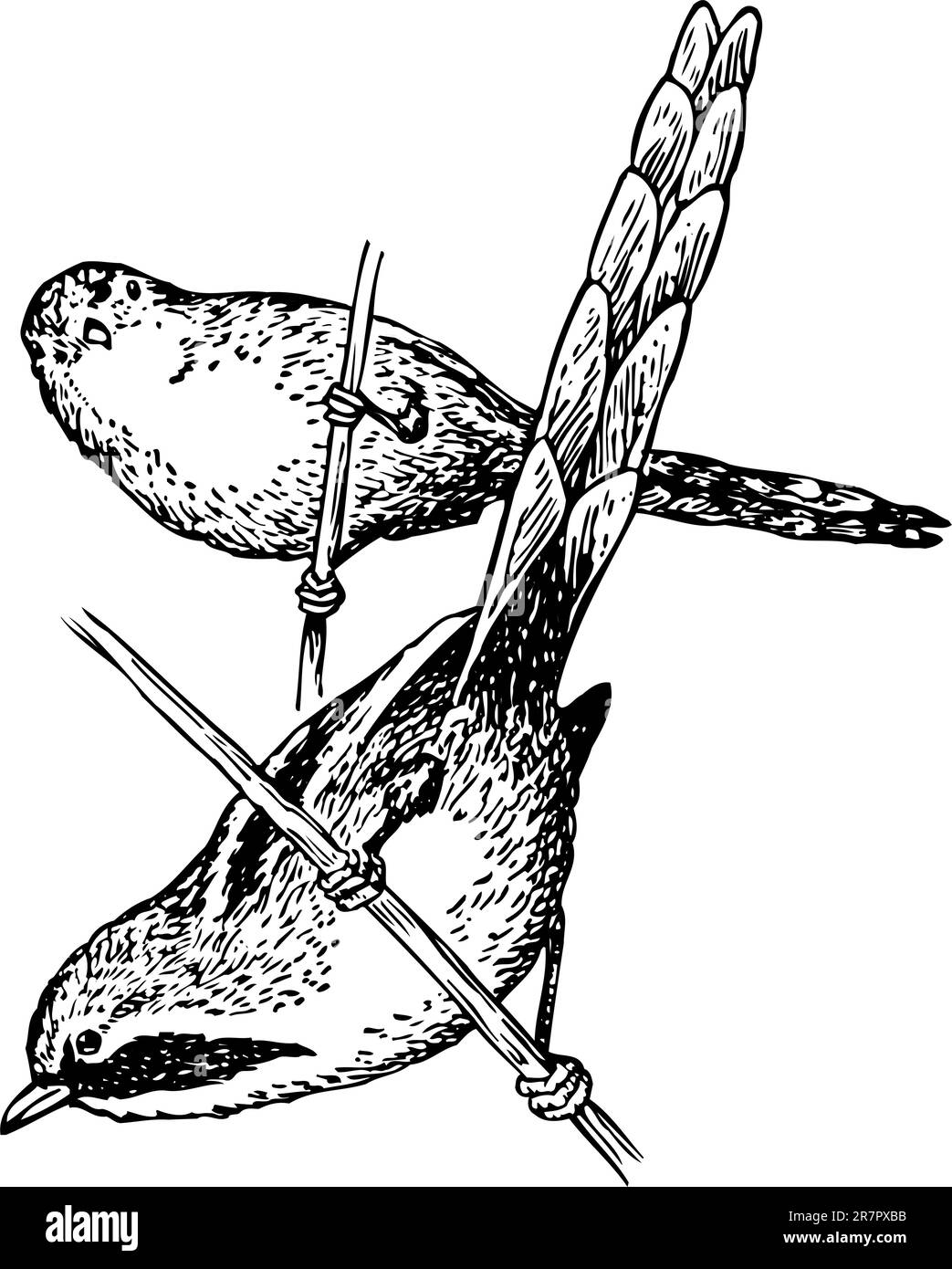Dos aves panurus biarmicus en la rama Ilustración del Vector