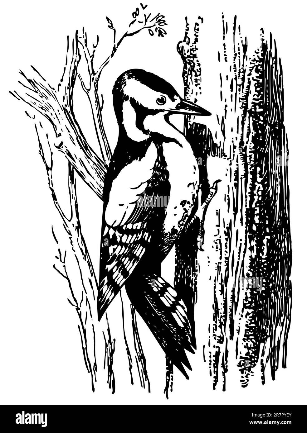 Pájaro carpintero (Dryobates major) en el árbol Ilustración del Vector