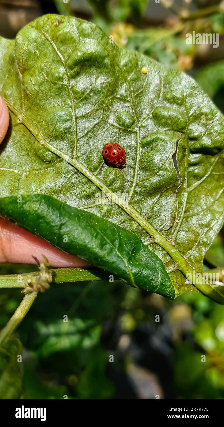 Ladybug está buscando comida debajo de las hojas de chile Foto de stock