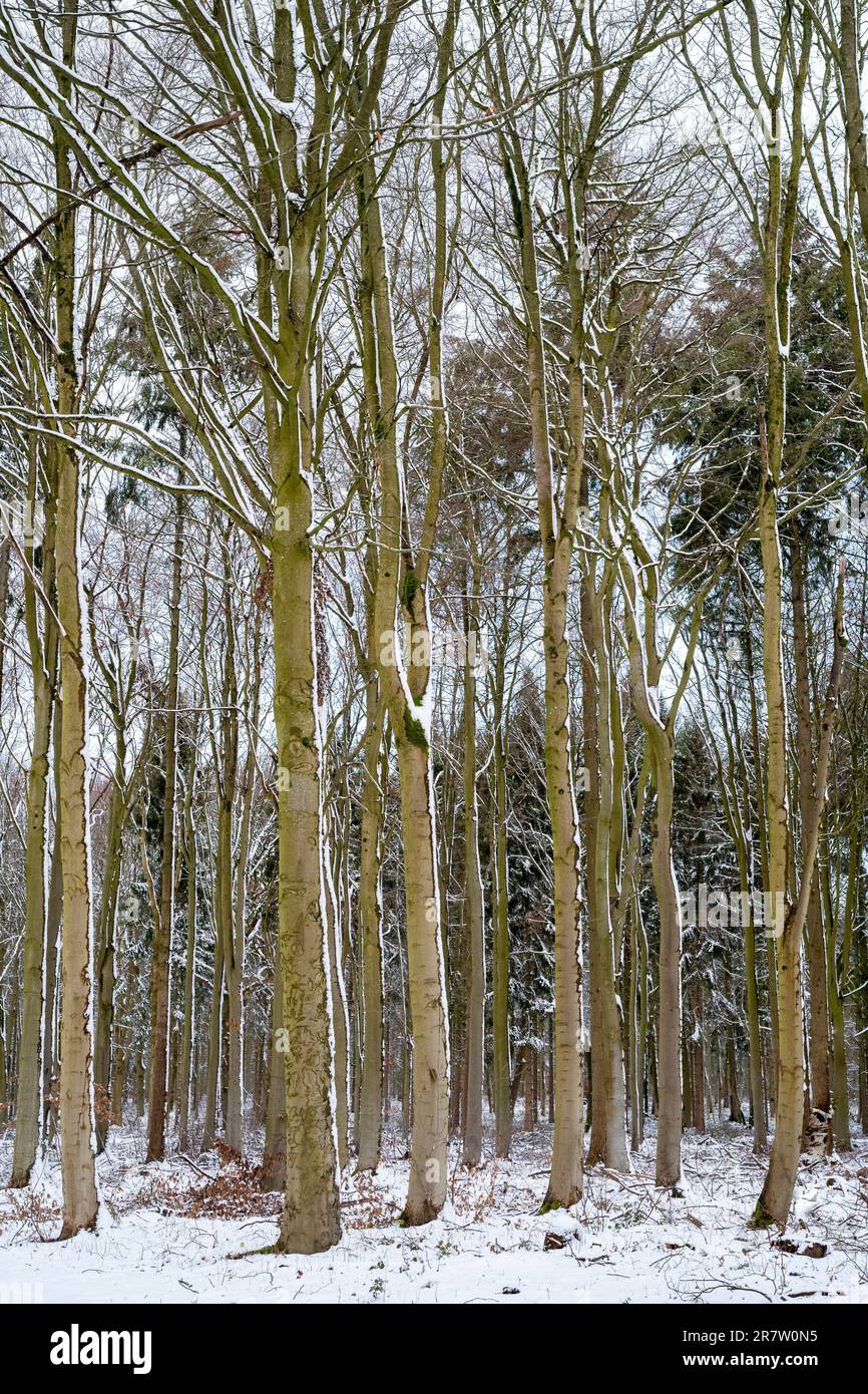 Bosquejo de abedules de plata en bosques cubiertos de nieve en invierno en los Cotswolds, Oxfordshire Foto de stock