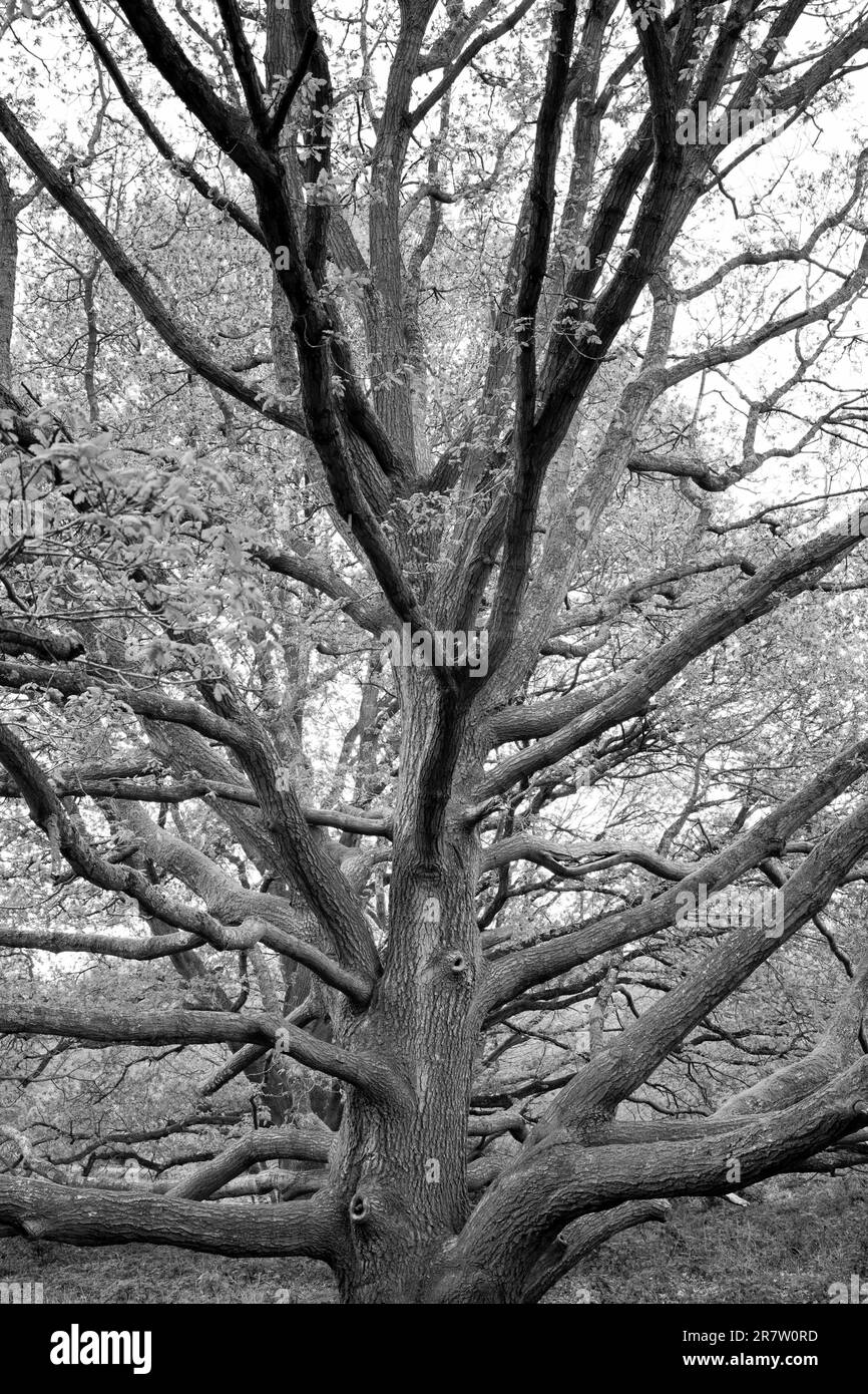 Roble inglés, Quercus robur, árbol en primavera en Hampstead Heath en Londres Foto de stock
