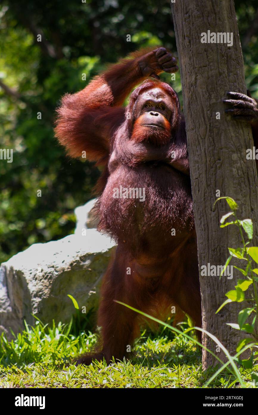 Orangután de pie afuera durante el día en su recinto en el zoológico de Chiang Mai, Tailandia Foto de stock