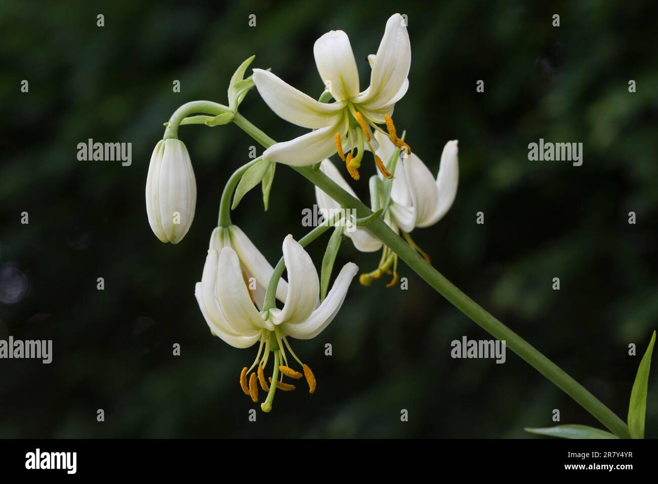 Lirio Martagon (Lilium martagon), forma blanca, Emsland, Baja Sajonia, Alemania Foto de stock