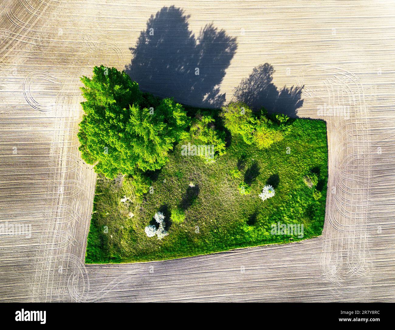 Isla verde (árbol y bosque) en campo marrón, vista abstracta del drone Foto de stock