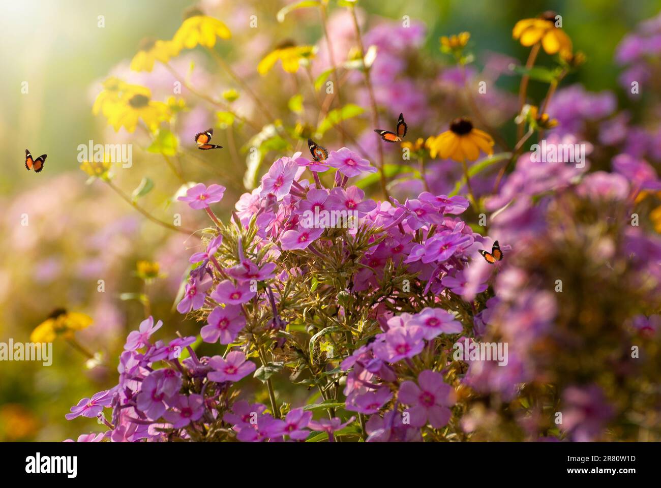 Mariposas voladoras. El concepto de liberación, libertad, avance, cambio.  Ilustración de acuarela dibujada a mano aislada sobre fondo blanco  Fotografía de stock - Alamy