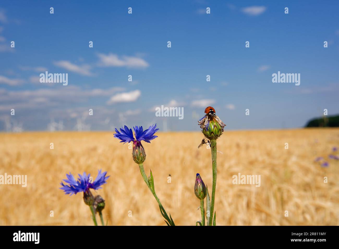 Mariquita en una flor de maíz azul frente a un campo de trigo y cielo azul Foto de stock