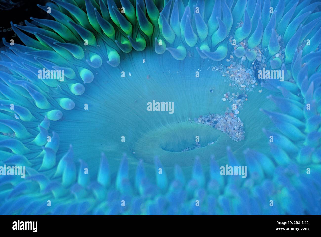 Anémona azul bajo el agua en una piscina de marea. Foto de stock
