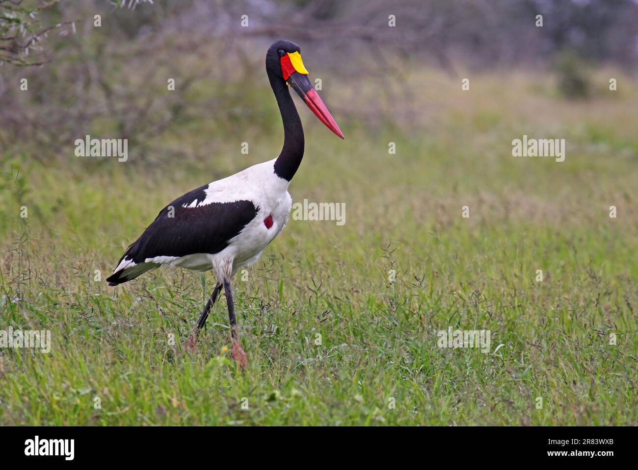 Sattelstorch, cigüeña con pico de silla de montar (Ephippiorhynchus senegalensis), vida silvestre en el Parque Kruger S Foto de stock