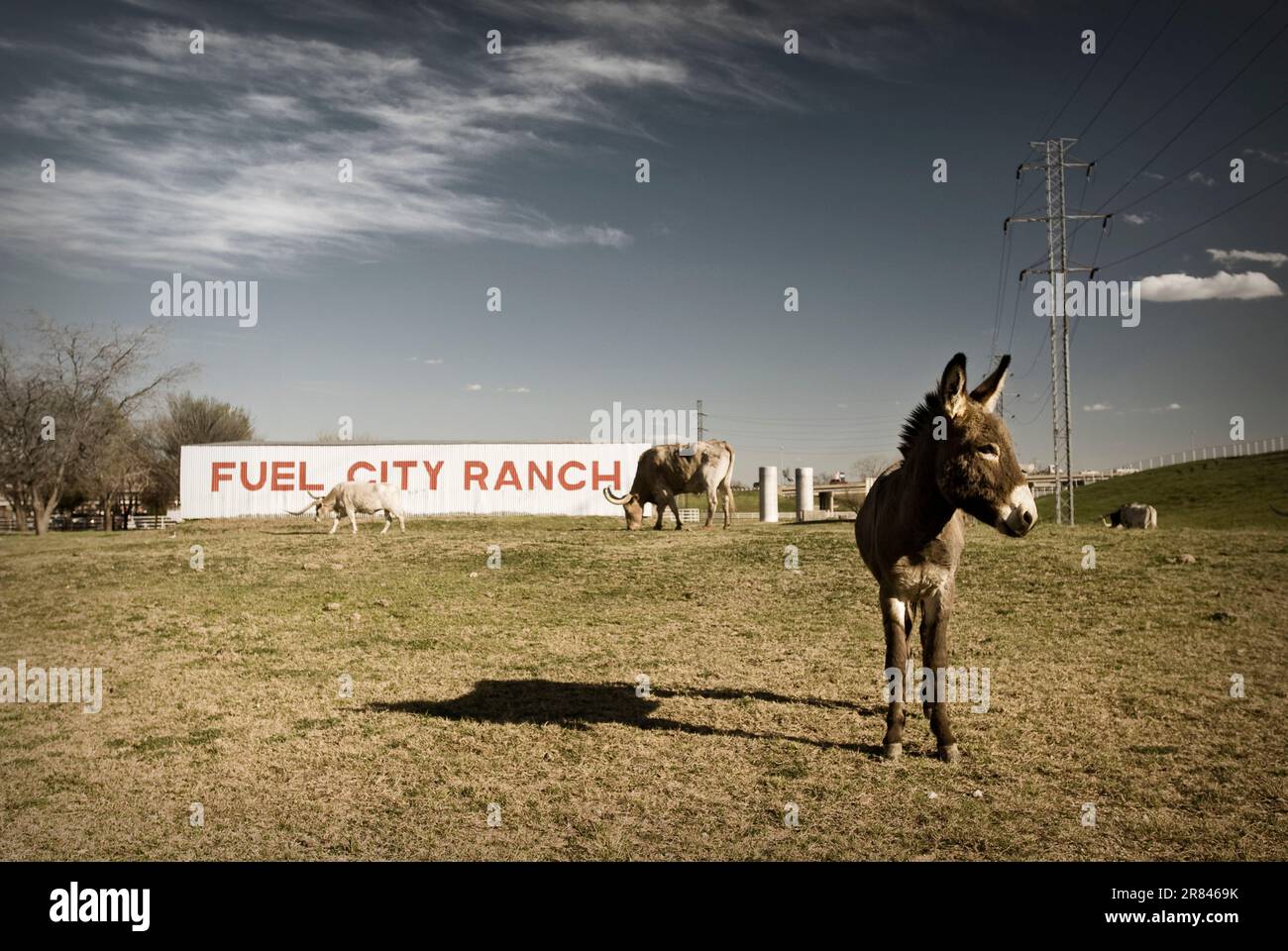 Un burro y 2 cuernos de largo pastan en el Rancho Fuel City, una parada
