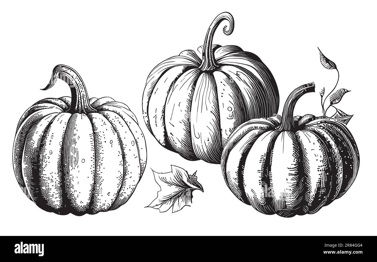Conjunto de calabazas dibujado a mano boceto verduras ilustración Ilustración del Vector