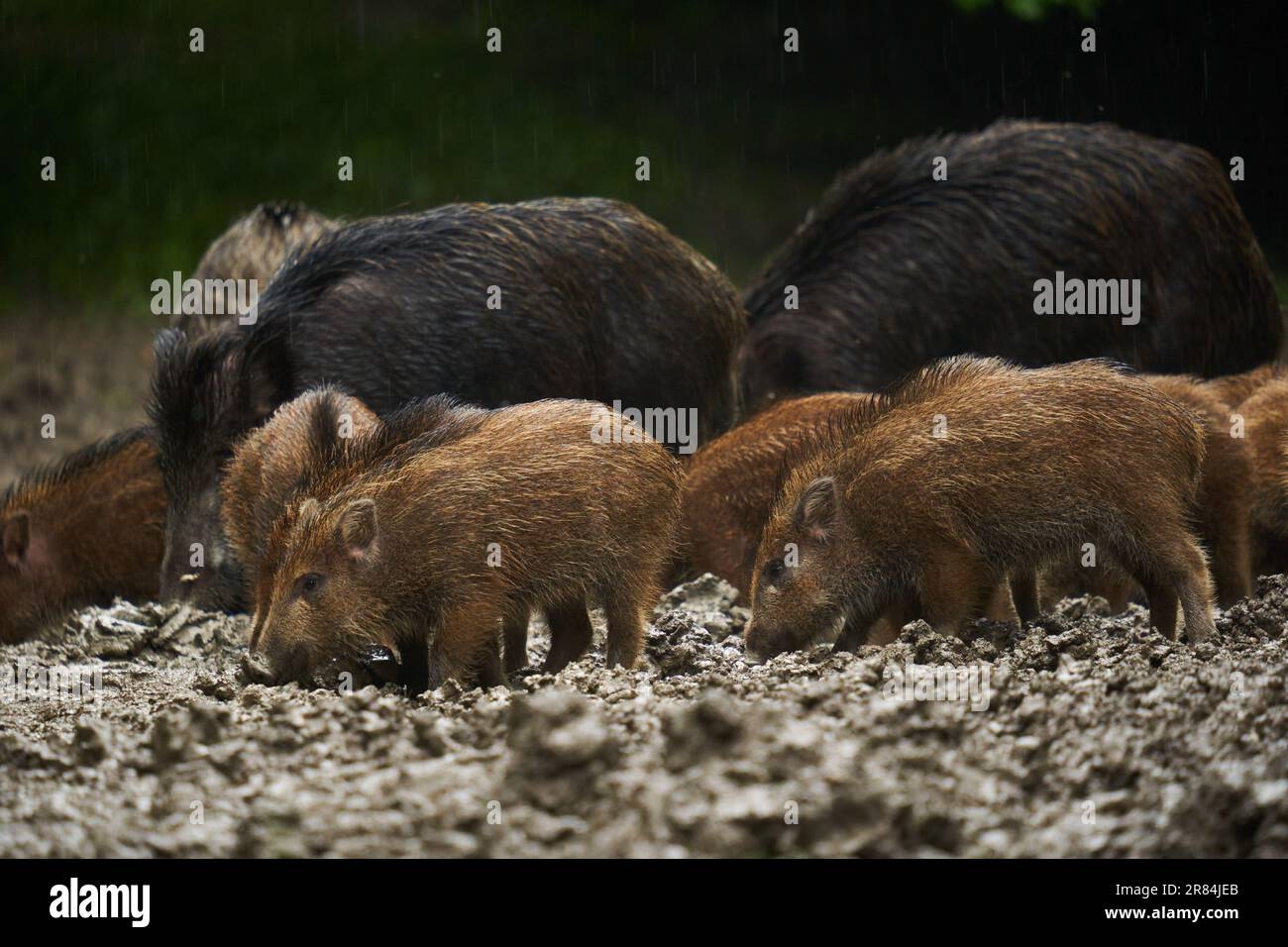 Una manada de cerdos salvajes (cerdos salvajes) de todas las edades