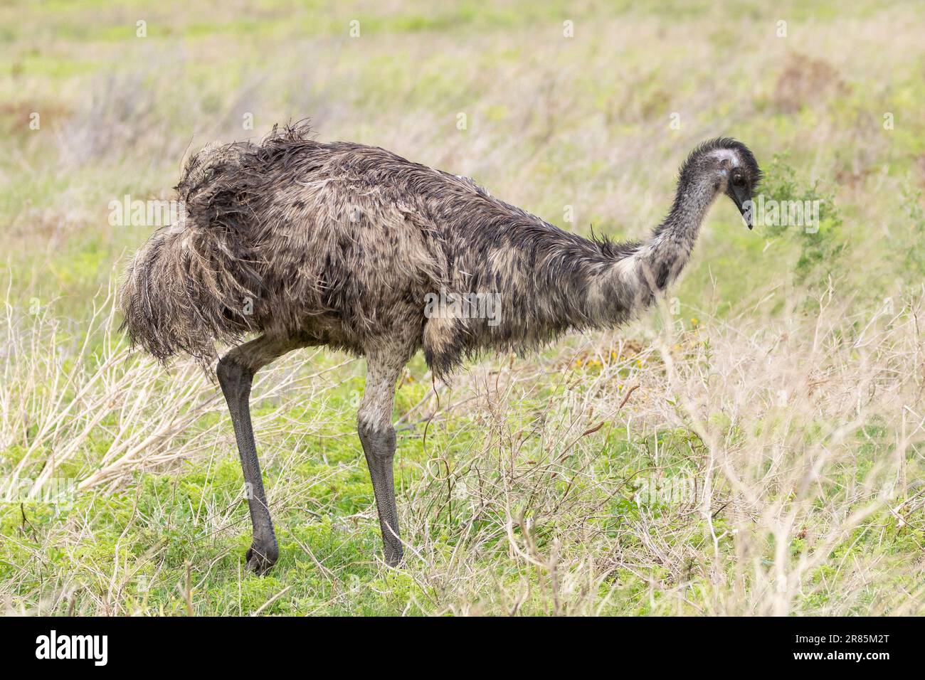 EMU (Dromaius novaehollandiae), la segunda ave sin vuelo más grande endémica de Australia en pastizales de sabana Foto de stock