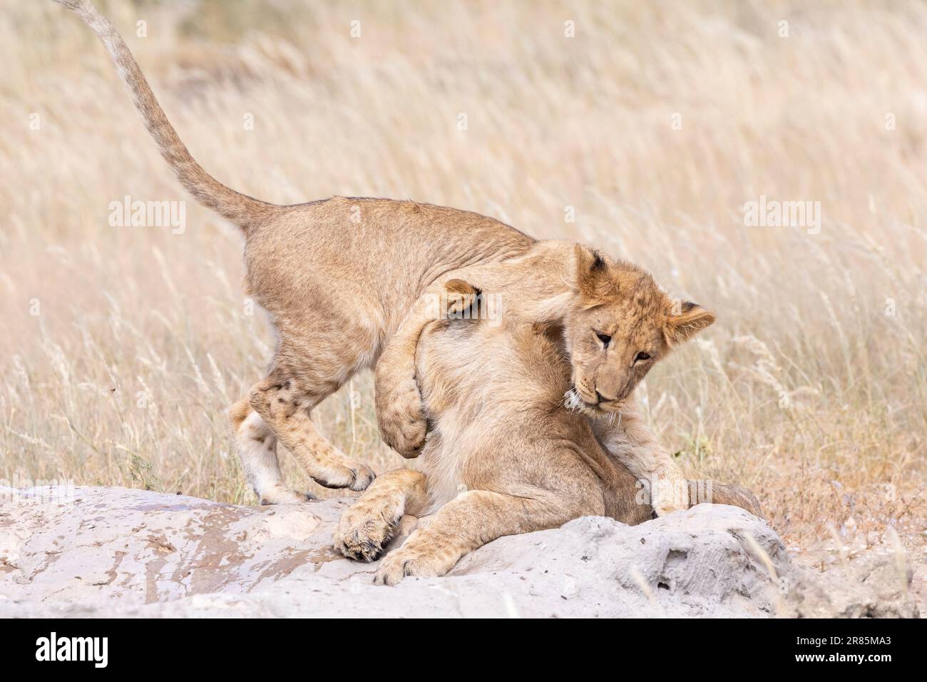 Dos cachorros de león jóvenes (Panthera leo) jugando en un pozo de agua, Kgalagadi Transfrontier Park, Sudáfrica Foto de stock